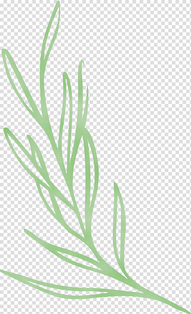 plant stem leaf grasses leaf vegetable flower, Simple Leaf, Simple Leaf Drawing, Simple Leaf Outline, Watercolor, Paint, Wet Ink, Herb transparent background PNG clipart