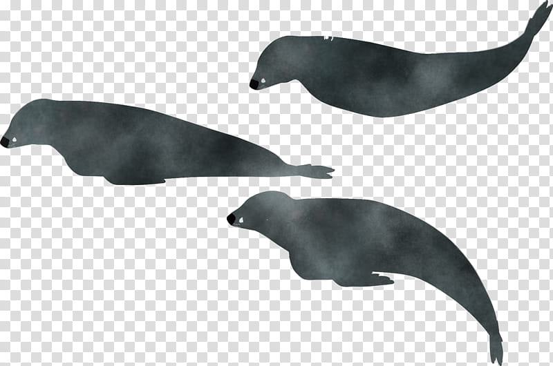 sea lions dolphin cetaceans seals porpoise, Beak, Whales, Biology, Science transparent background PNG clipart