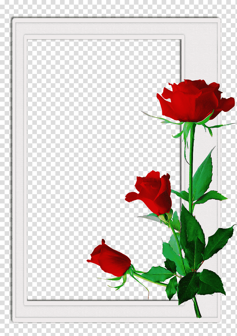 Floral design, Garden Roses, Rose Family, Cut Flowers, Plant Stem, Frame, Rose Order transparent background PNG clipart