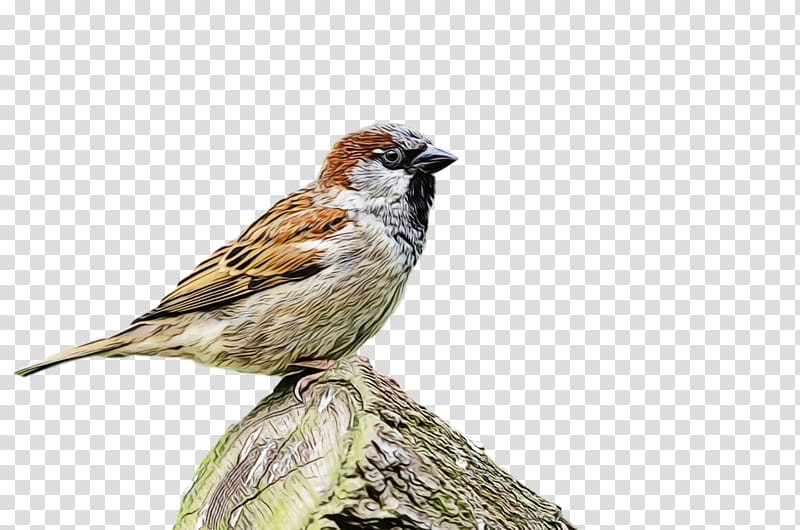 bird house sparrow sparrow beak finch, Watercolor, Paint, Wet Ink, Swamp Sparrow, Perching Bird, Songbird, Emberizidae transparent background PNG clipart