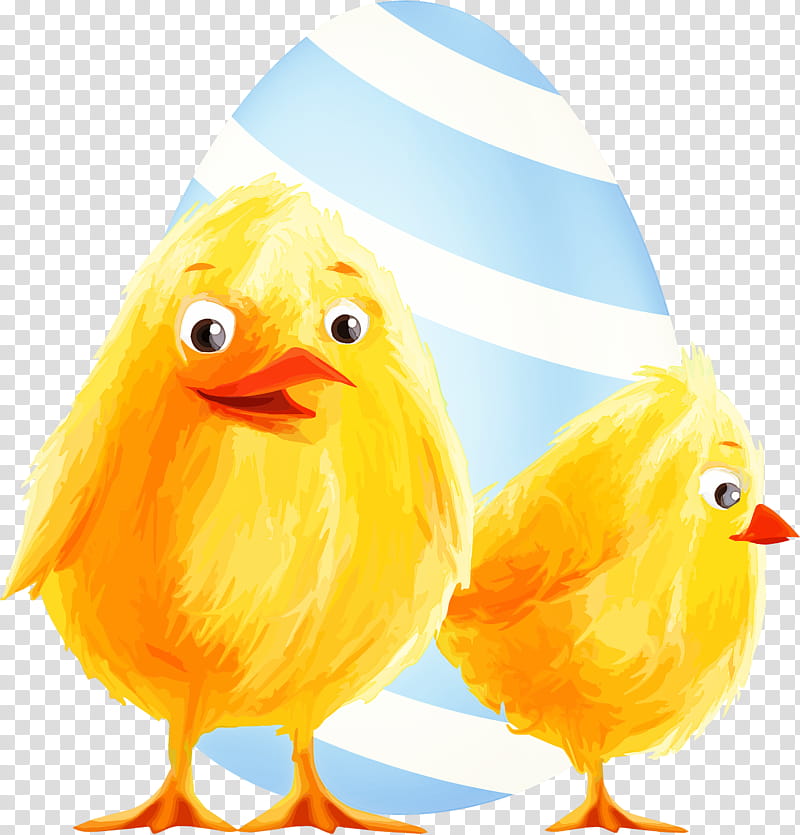 chicken bird yellow beak live, Live transparent background PNG clipart