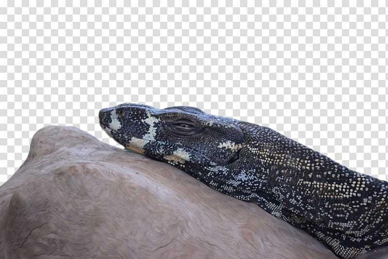 boa constrictor boas transparent background PNG clipart