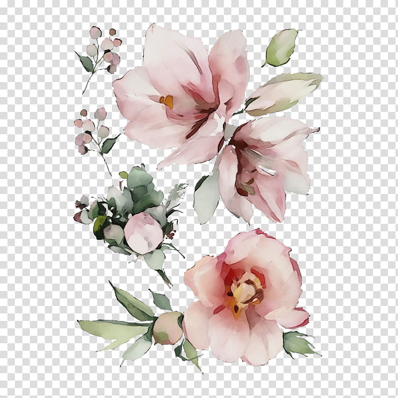 flower pink petal plant cut flowers, Watercolor, Paint, Wet Ink, Magnolia, Branch, Blossom, Magnolia Family transparent background PNG clipart