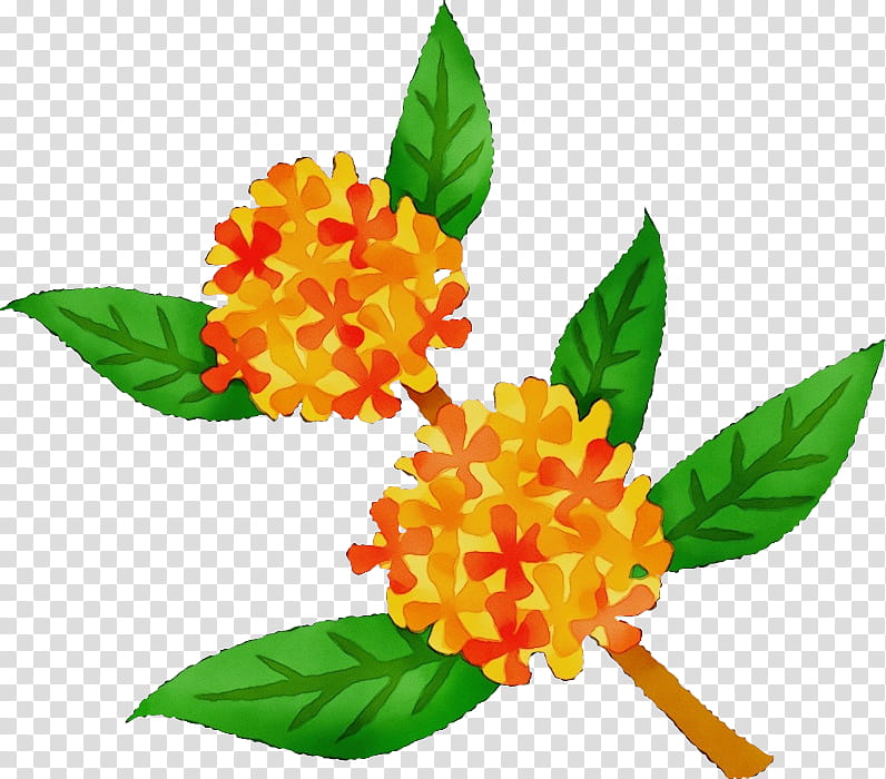 flower plant yellow leaf tagetes, Watercolor, Paint, Wet Ink, Lantana, Petal, Cut Flowers, Milkweed transparent background PNG clipart