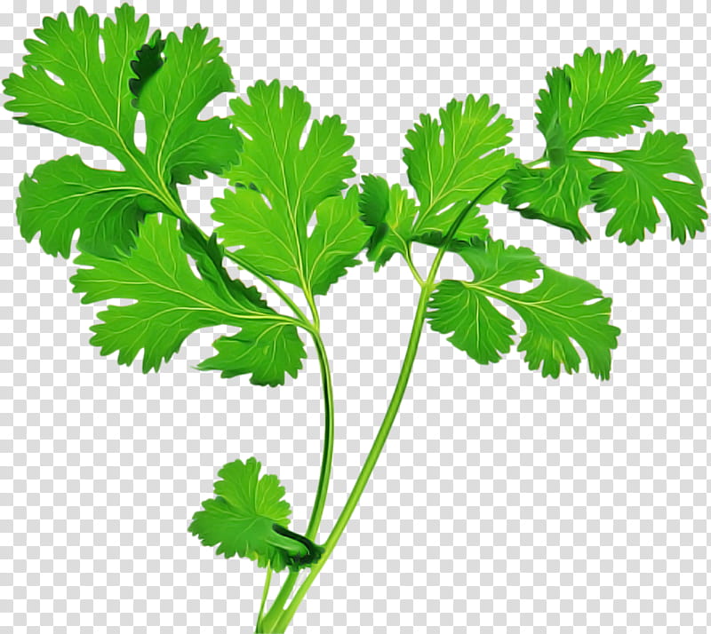Parsley, Coriander, Chervil, Herb, Vegetable, Vegetarian Cuisine, Parsley Root, Leaf Vegetable transparent background PNG clipart