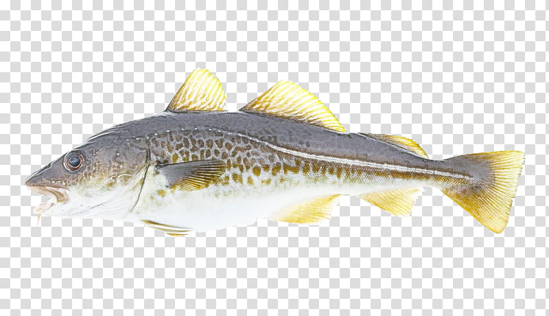 cod oily fish atlantic cod salmon fish products, Alaska Pollock, Pollocks, Gadidae, Seafood, Atlantic Salmon, Fish As Food transparent background PNG clipart