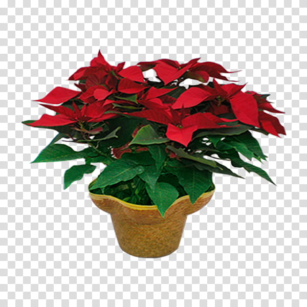 flower poinsettia plant red flowerpot, Leaf, Houseplant, Anthurium, Impatiens, Annual Plant, Perennial Plant transparent background PNG clipart