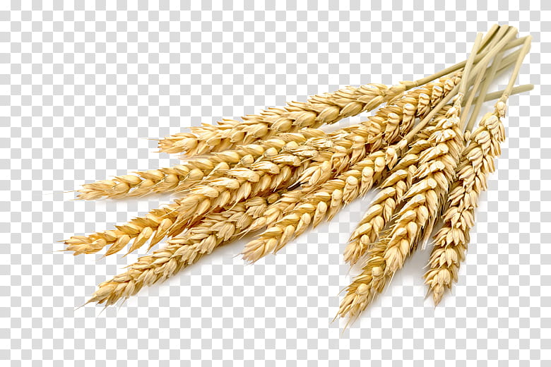 Wheat, Cereal, Barley, Grasses, Whole Grain, Food Grain, Farro, Grass Family transparent background PNG clipart