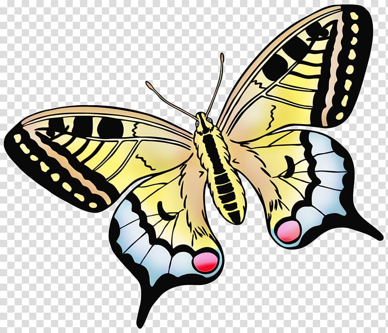 moths and butterflies butterfly papilio machaon insect cynthia (subgenus), Watercolor, Paint, Wet Ink, Cynthia Subgenus, Swallowtail Butterfly, Pollinator, Brushfooted Butterfly transparent background PNG clipart