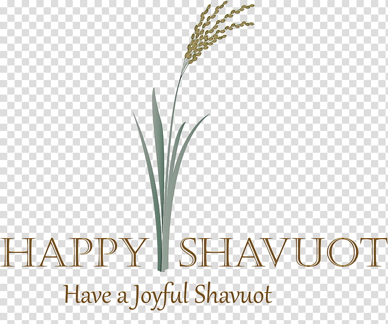 Happy Shavuot Shavuot Shovuos, Plant, Logo, Text, Grass, Grass Family, Elymus Repens, Leaf transparent background PNG clipart