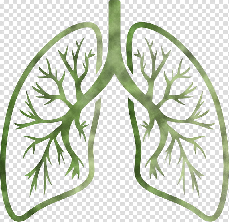 lungs COVID Corona Virus Disease, Leaf, Green, Plant, Tree, Branch, Monstera Deliciosa, Vascular Plant transparent background PNG clipart