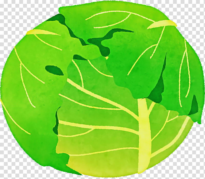 leaf vegetable leaf alocasia red cabbage vegetable, Plant Stem, Bud, Ornamental Plant, Lettuce, Wild Cabbage, Plants transparent background PNG clipart