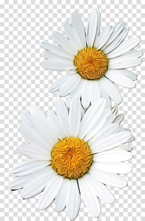 oxeye daisy transvaal daisy marguerite daisy chrysanthemum roman chamomile, Watercolor, Paint, Wet Ink, Aster, Petal, Chamomiles, Argyranthemum transparent background PNG clipart
