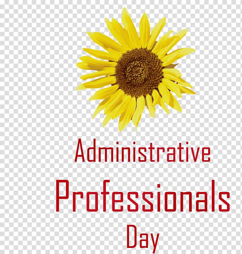 cut flowers daisy family sunflower seeds flower fluminense fc, Administrative Professionals Day, Admin Day, Watercolor, Paint, Wet Ink, Sunflowers transparent background PNG clipart