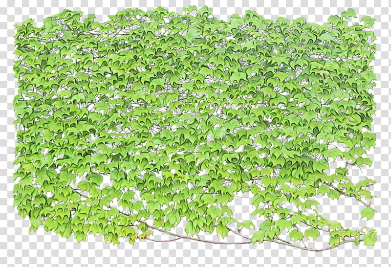 Vine, Green vines, green leafed plant transparent background PNG clipart