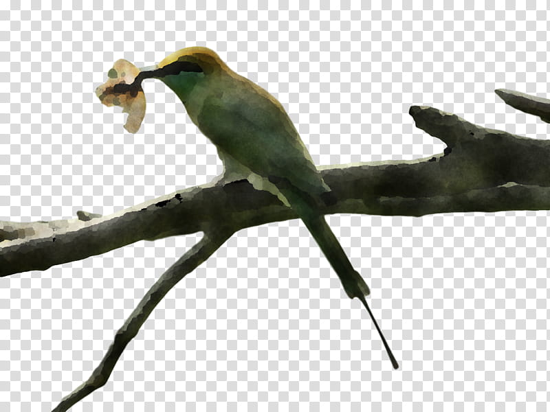 bird, Beak, Branch, Coraciiformes, Cuculiformes, Twig, Cuckoo, Parrot transparent background PNG clipart