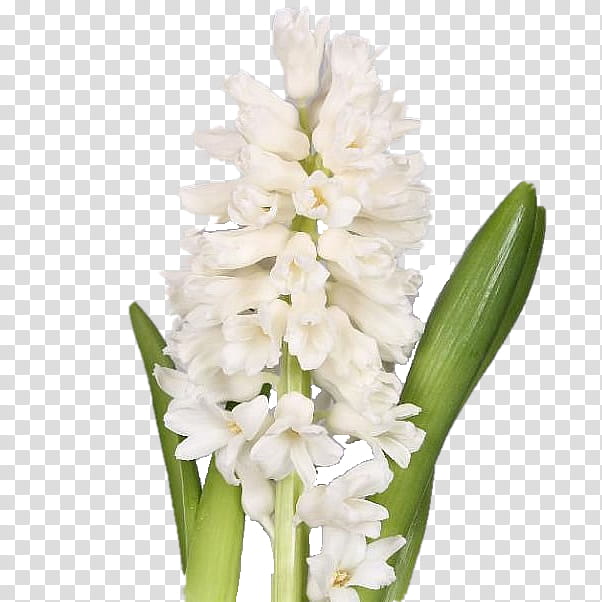 Flowers, Hyacinth, Plant Stem, Cut Flowers, Grape Hyacinth, White, Scilla, Floral Design transparent background PNG clipart