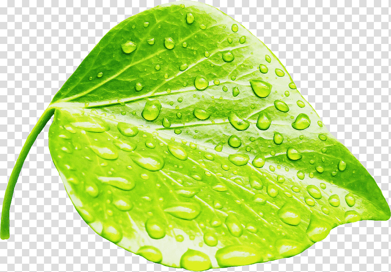 leaf dew moist plant plant structure, Biology, Science transparent background PNG clipart
