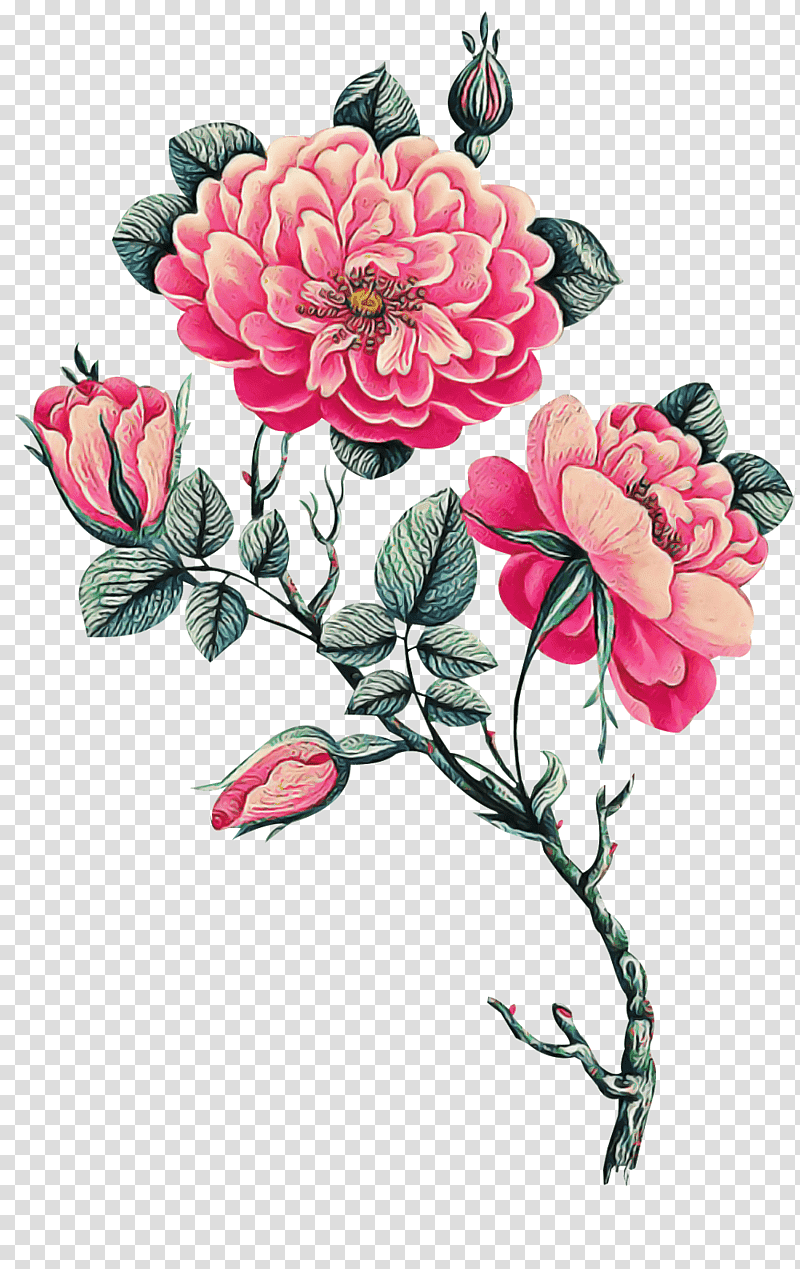 Floral design, Garden Roses, Cut Flowers, Decaltransfarcom, Cabbage Rose, Decal Supplier, Rose Family transparent background PNG clipart