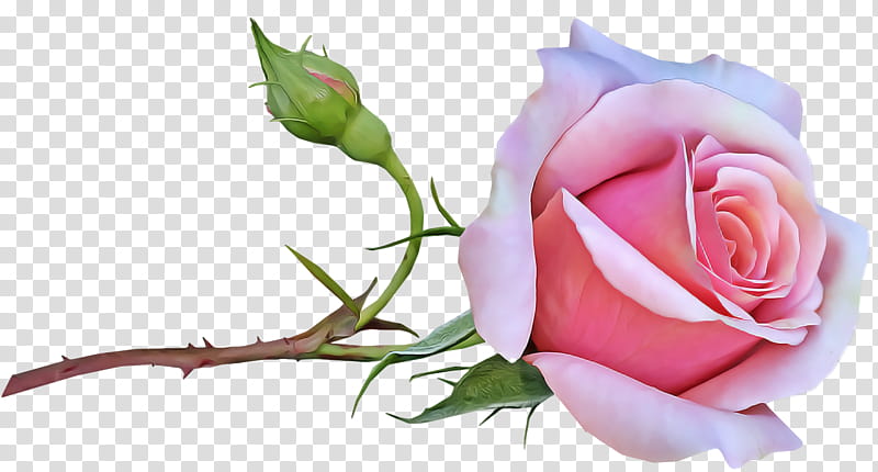 Garden roses, Flower, Pink, Cut Flowers, Bud, Plant Stem, Rose Family, Floral Design transparent background PNG clipart