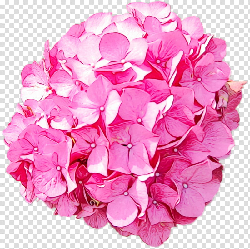 hydrangea cut flowers petal pink m flower, Watercolor, Paint, Wet Ink transparent background PNG clipart