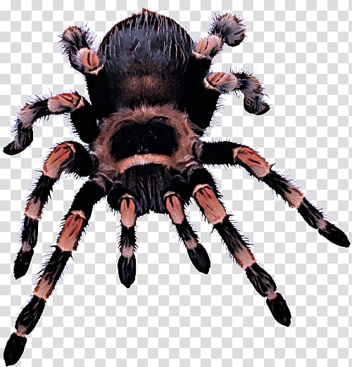 spider tarantula arachnid animal figure fur transparent background PNG clipart