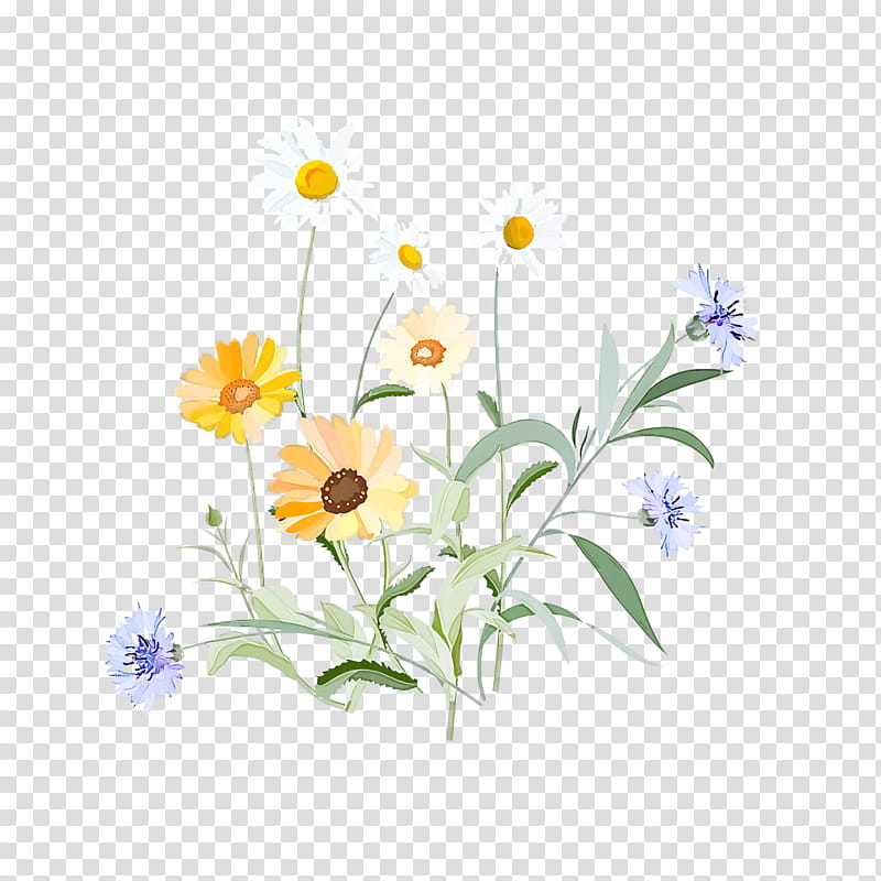 spring, Spring
, Flower, Camomile, Chamomile, Plant, Yellow, Wildflower transparent background PNG clipart