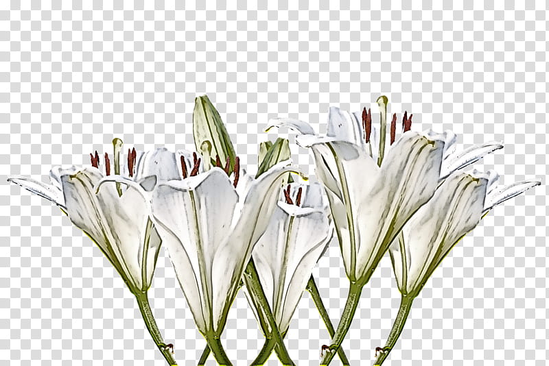 white flower plant grass crinum, Hymenocallis, Cut Flowers, Perennial Plant transparent background PNG clipart