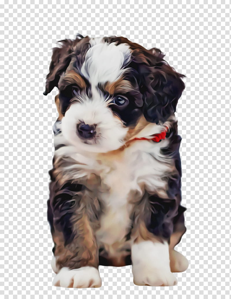 Cute Dog, Pet, Animal, Cavalier King Charles Spaniel, Bernese Mountain Dog, Puppy, Companion Dog, Breed transparent background PNG clipart