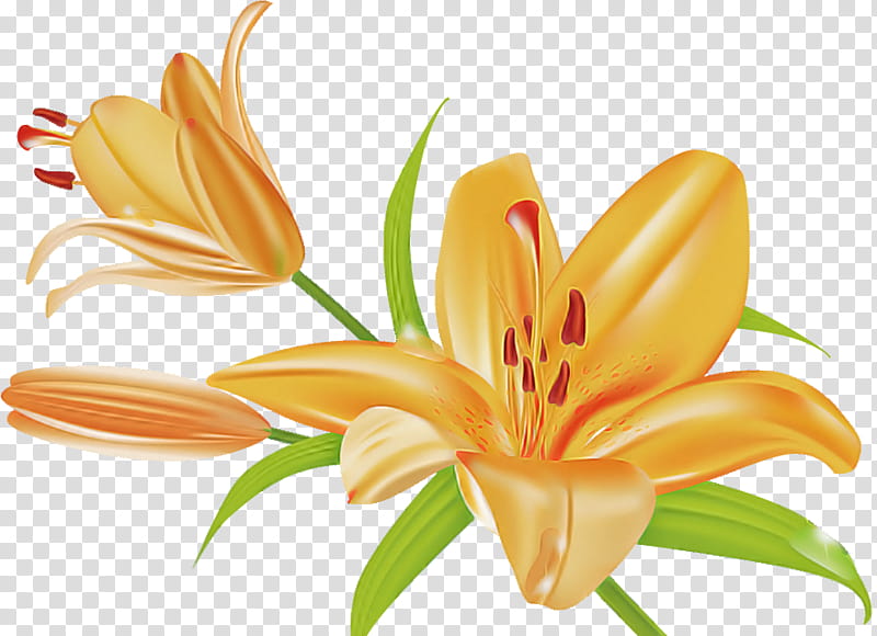 Lily flower floral, Madonna Lily, Orange Daylily, Lily stargazer, Orange Lily, Tiger Lily, Easter Lily, Plant Stem transparent background PNG clipart