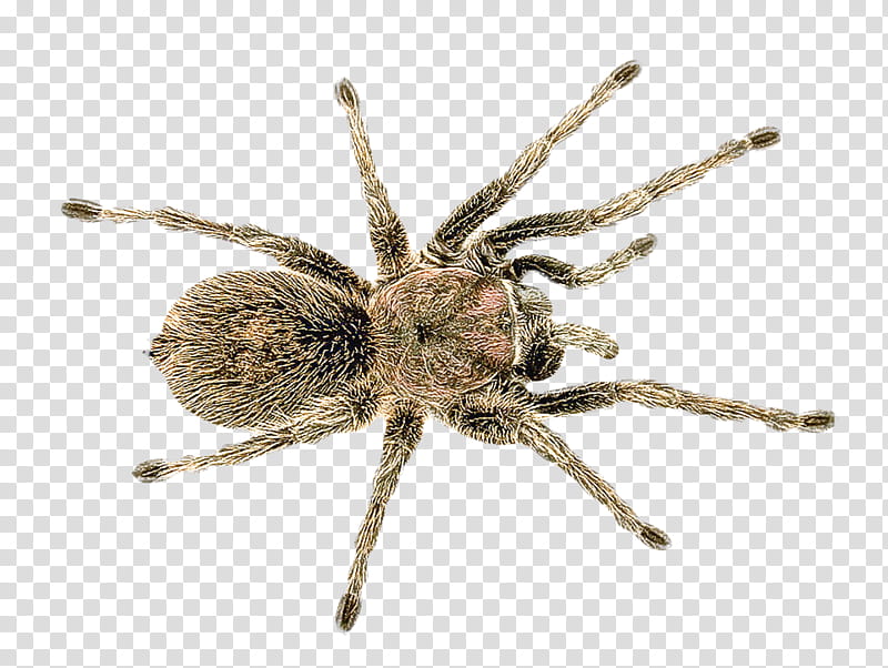 spider insect wolf spider widow spiders brown recluse spider, Ground Spider, Species, Rabid Wolf Spider, Lycosa Tarantula, Jumping Spiders, Arachnid transparent background PNG clipart