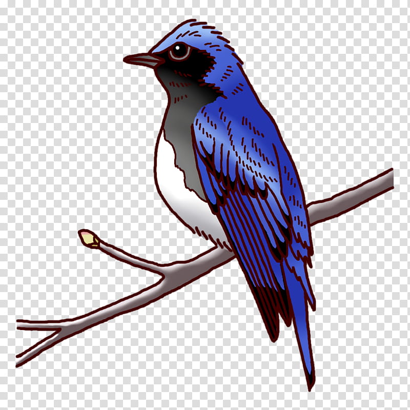 Feather, Blue Jay, Cobalt Blue, Beak, Bluebird Systems Inc transparent background PNG clipart