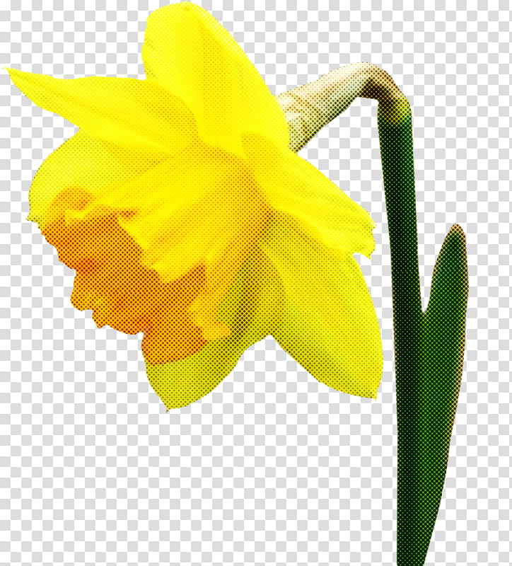 flower yellow narcissus petal plant, Amaryllis Family, Pedicel transparent background PNG clipart