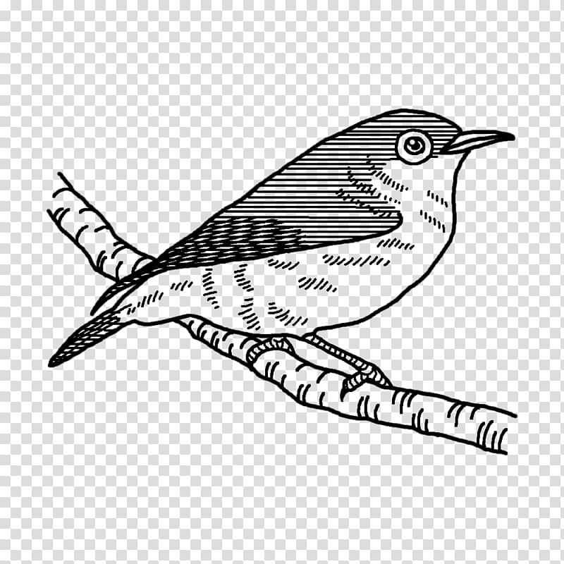 Feather, Wrens, Cuckoos, Beak, Line Art, Tail, Cuculiformes transparent background PNG clipart