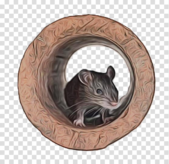 Hamster, Whiskers, Chinchilla, Rat, Cat, Muridae, Mouse, Muroidea transparent background PNG clipart