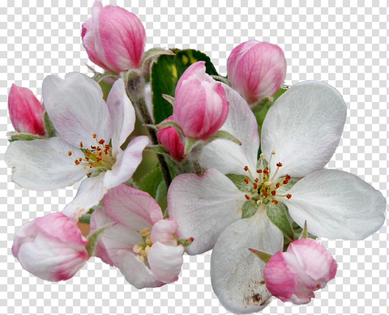 Cherry blossom, Flower, Petal, Plant, Pink, Spring
, Branch, Bud transparent background PNG clipart