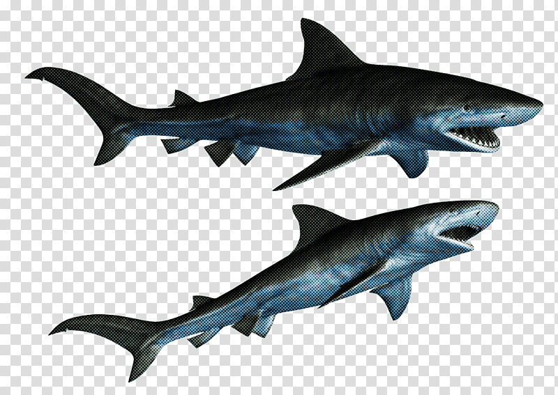 tiger shark squaliform sharks great white shark mackerel sharks fin, Requiem Sharks, Fish, Meter, White Sharks, Biology transparent background PNG clipart