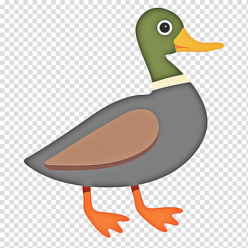 Water, Mallard, Duck, Beak, Bird, Water Bird, Ducks Geese And Swans, American Black Duck transparent background PNG clipart