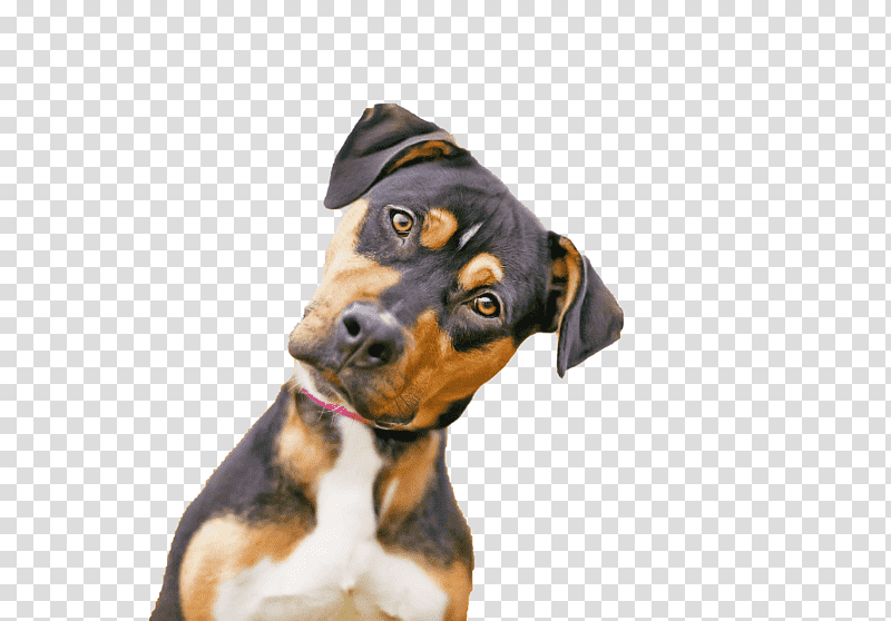 miniature pinscher german pinscher cat food cat dog collar, Puppy, Dog Chow, Pet Shop, Snout, Pet Lovers Centre transparent background PNG clipart