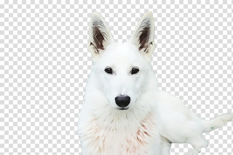 Cute Dog, Pet, Animal, Berger Blanc Suisse, White Shepherd, Canaan Dog, Companion Dog, Breed transparent background PNG clipart