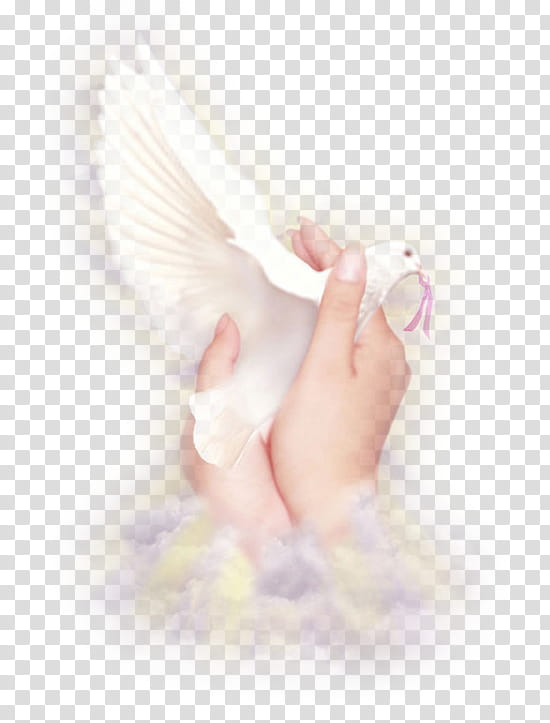 Feather, White, Pink, Wing, Angel, Hand, Finger transparent background PNG clipart