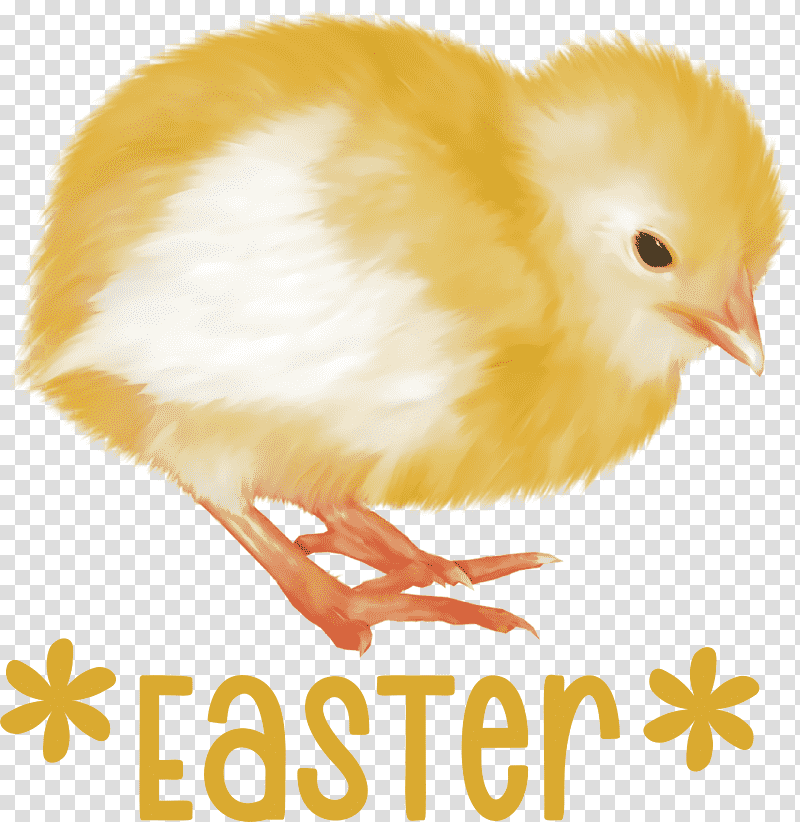Easter Chicken Ducklings Easter Day Happy Easter, Landfowl, Feather, Beak, Biology, Science transparent background PNG clipart