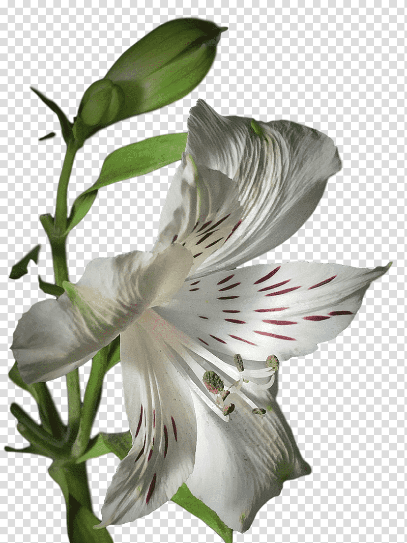 lily of the incas jersey lily petal flower amaryllis, Lily M, Plants, Biology, Science, Seed Plants transparent background PNG clipart