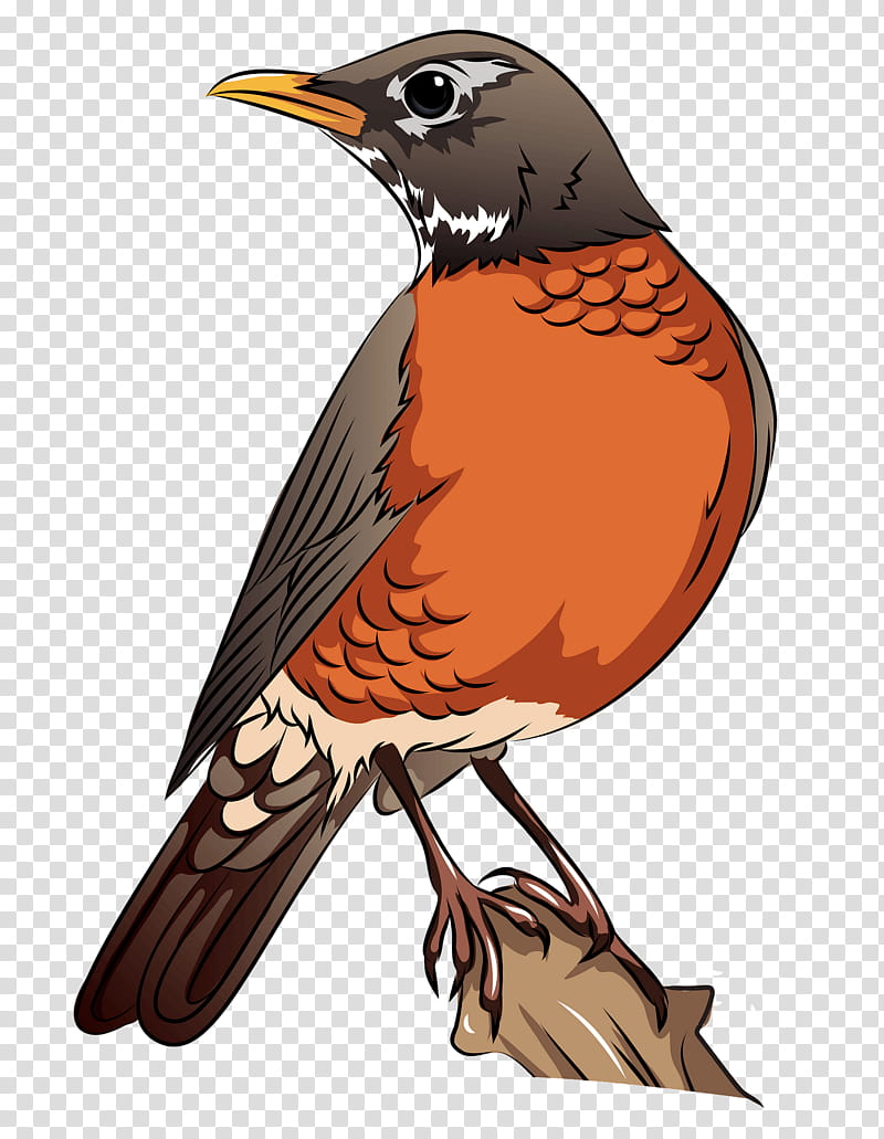 bird beak robin songbird perching bird, European Robin, Cuckoo, Sparrow, Cuculiformes, Falconiformes transparent background PNG clipart