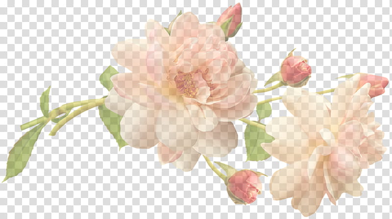 Floral design, Rose, Cut Flowers, Flower Bouquet, Peony, Wreath, Petal, Pink Flowers transparent background PNG clipart