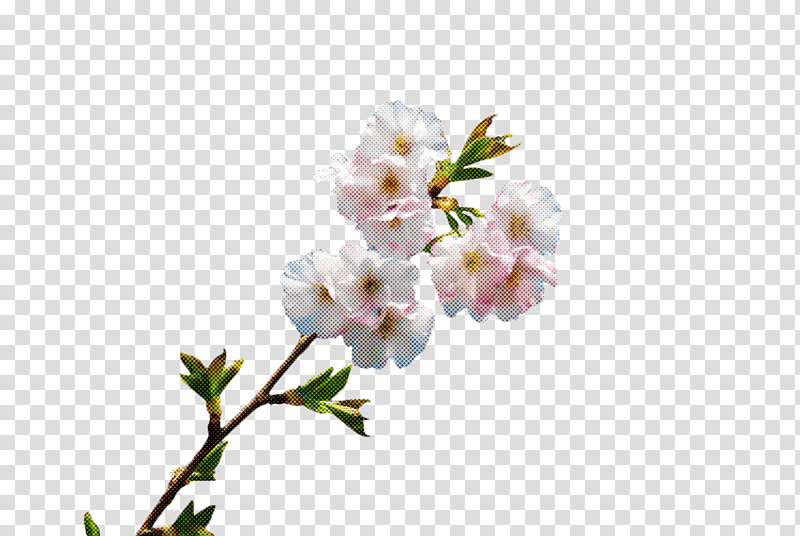 Cherry blossom, Flower, Cut Flowers, Petal, Twig, Lilac M, Stau150 Minvuncnr Ad transparent background PNG clipart