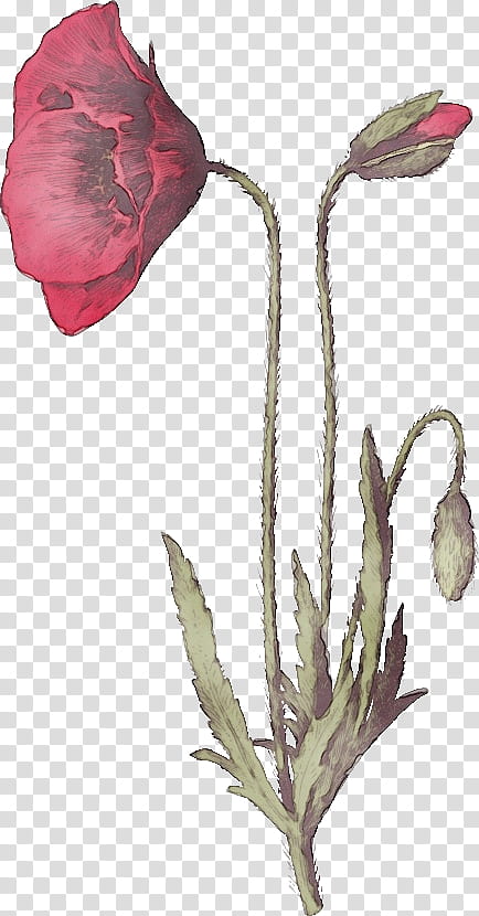 Rose, Red Poppy Flower, Watercolor, Paint, Wet Ink, Plant Stem, Cut Flowers, Rose Family transparent background PNG clipart