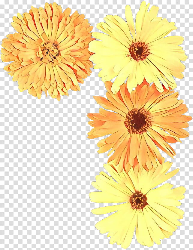 Flowers, Transvaal Daisy, Floristry, Cut Flowers, Chrysanthemum, Yellow, Pot Marigold, Petal transparent background PNG clipart