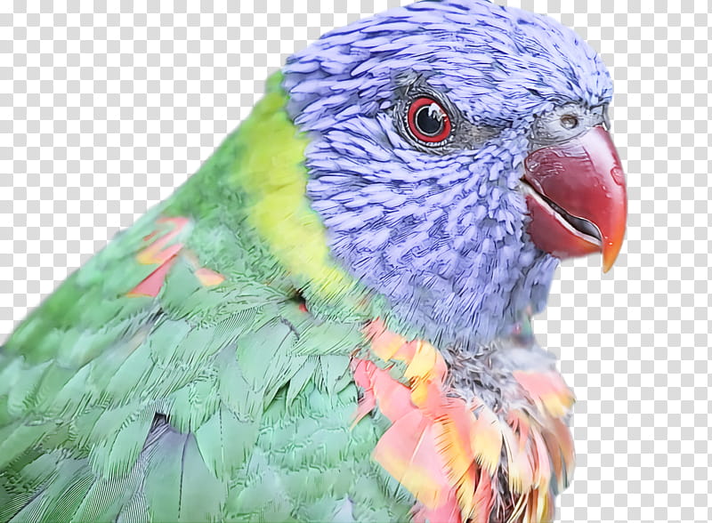 bird, Parakeet, Beak, Parrot, Budgie, Macaw, Feather, Lorikeet transparent background PNG clipart