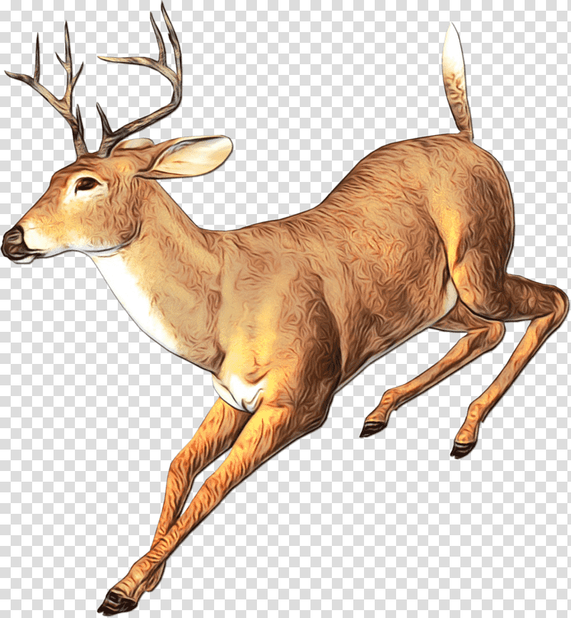 Reindeer, Watercolor, Paint, Wet Ink, Whitetailed Deer, Antler, Elk transparent background PNG clipart